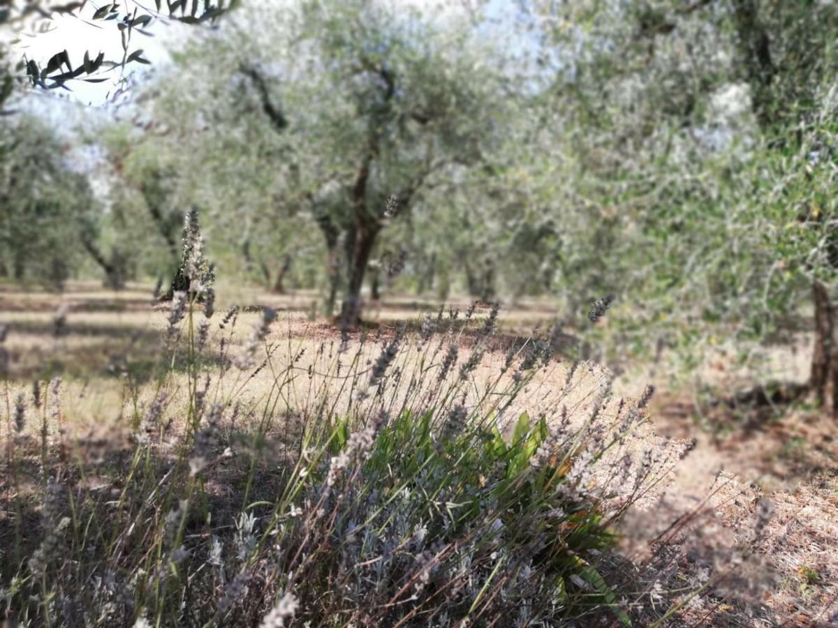 Nel Chianti Lungo La Francigena Leilighet Colle Val D'Elsa Eksteriør bilde
